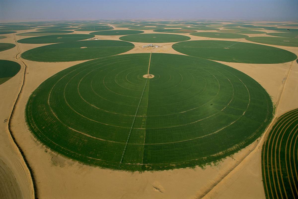 agriculture saudi tabuk