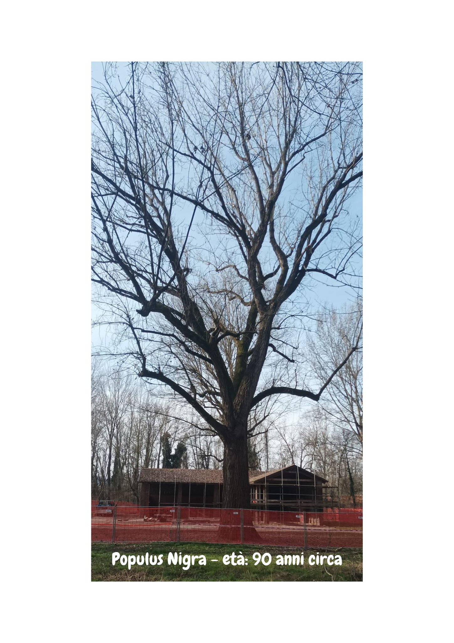 Al Meisino i cantieri non rispettano neanche gli alberi monumentali