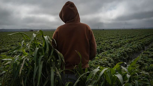 Bambini sfruttati e affumicati nei campi della California